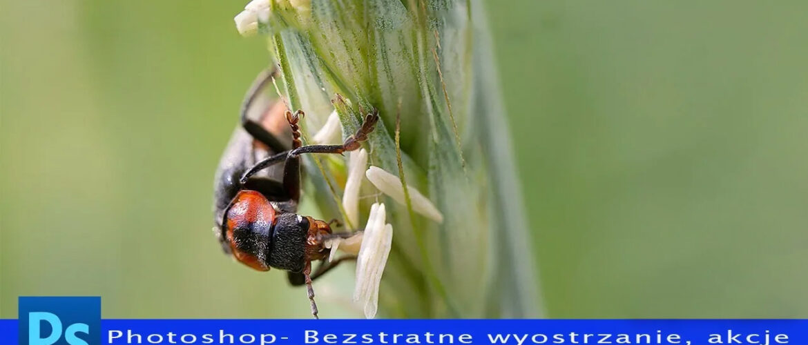 Bezstratne wyostrzanie zdjęć macro w Photoshop